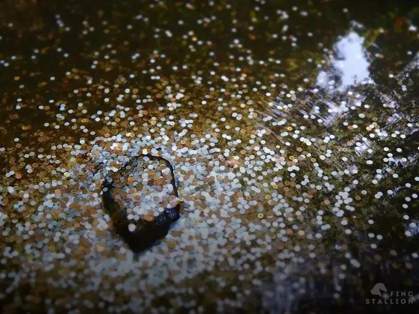 Steps to Start Investing in DAOs